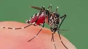 Health Tips :डेंगू से अगर गिर गयी प्लेटलेट्स तो इन चीजों का करे सेवन ,मिलेगा फायदा