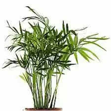 Vastu Tips :बांस का पौधा लगाए घर में ,फिर देखे कभी नहीं होगी घर में खुशियों की कमी