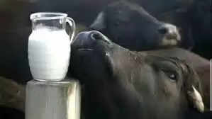 Health Tips: गाय के दूध की तरह भैंस का दूध भी है सेहत के लिए अमृत के समान ,यहां जाने इसके फायदे