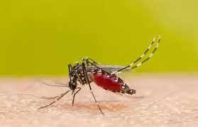 Health Tips :कोरोना के बीच डेंगू ने दी दस्तक ,ये है डेंगू होने के लक्षण