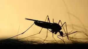 Health Tips :डेंगू बुखार बने खतरनाक इससे पहले इन चीजों का कर ले सेवन