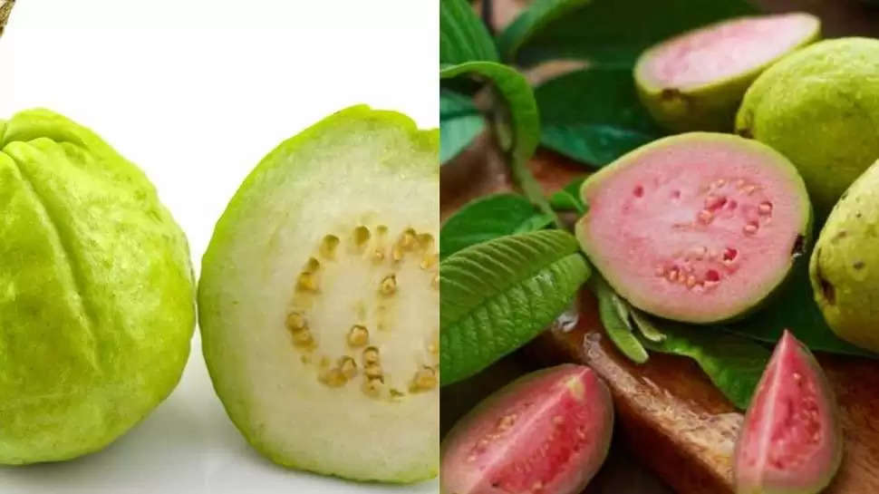 Food Tips- आइए जानते हैं कि गुलाबी और सफेद अमरूद में अंतर, विशेषज्ञों के अनुसार आपके लिए कौनसा सही हैं