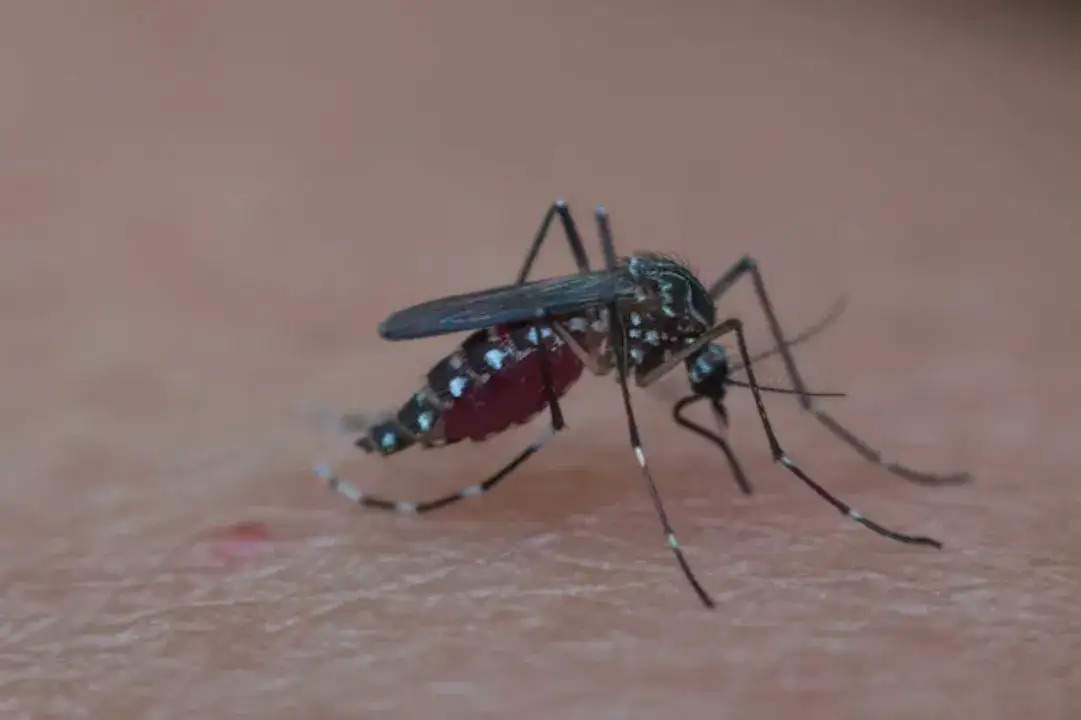 Health Tips- मलेरिया बुखार होने पर शरीर में दिखाई देते हैं ये लक्षण, ध्यान नहीं पर हो सकती हैं मौत