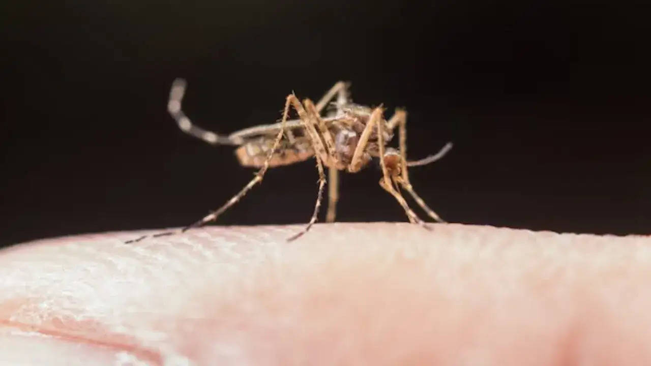 Health Tips- बच्चों में दिखाई दे ये लक्षण तो समझ लिजिए हो गया हैं डेंगू, इस तरह करें बचाव