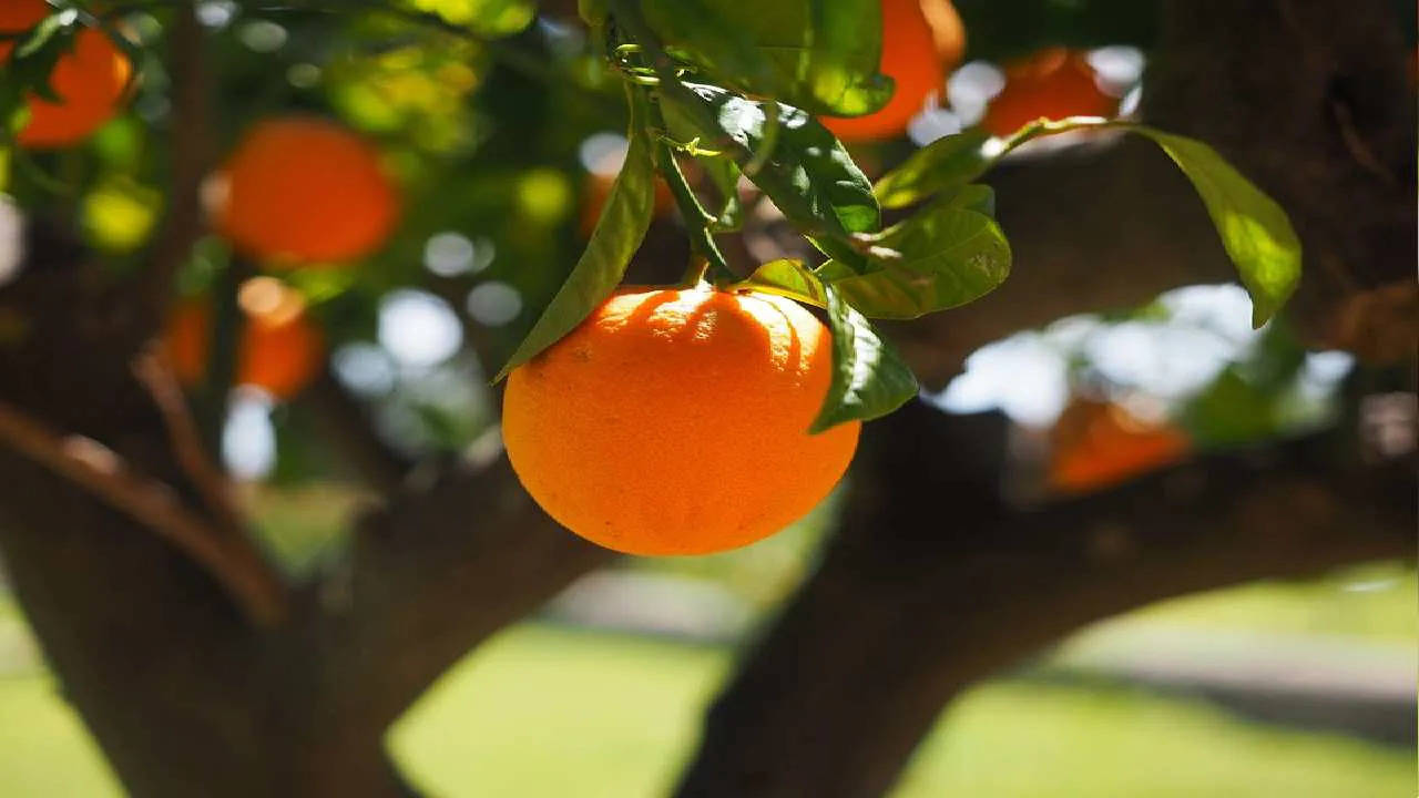 Vitamin C: इम्यून सिस्टम को मजबूत बनाने में मददगार होते हैं विटामिन सी से भरपूर ये फल