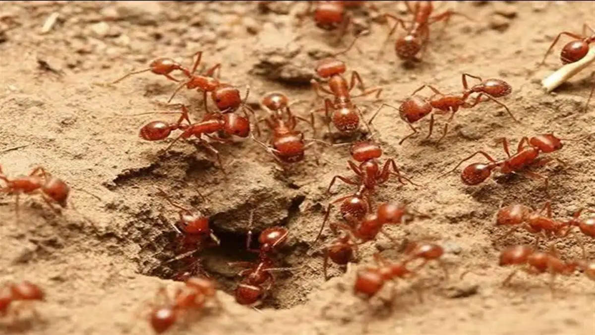 हमारे घरों में, चींटियों की अचानक उपस्थिति कभी-कभी हमें हैरान कर सकती है, जिससे उनके आगमन के पीछे के महत्व के बारे में जिज्ञासा पैदा होती है। ज्योतिष शास्त्र के अनुसार, कुछ विशेष प्रकार की चींटियों की उपस्थिति हमारे जीवन में शुभ या अशुभ घटनाओं का संकेत दे सकती है। आज हम इस लेख के माध्यम से आपको बातएंगे कि घर में या बाहर कौनसी चीटियां दिखना सही होती हैं-