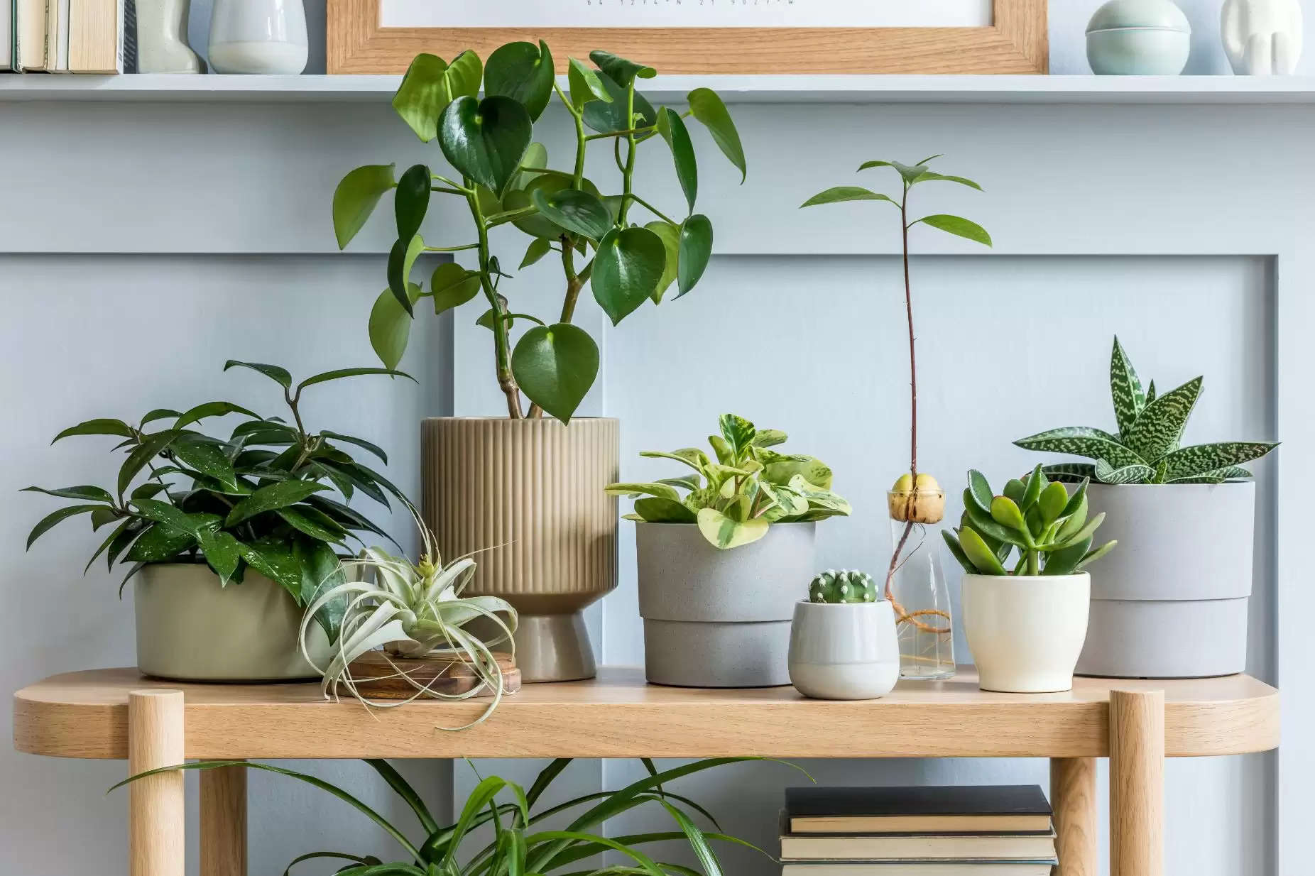Vastu Tips-  घर में सकारात्मक उर्जा बनाए रखने के लिए इस दिशा में लगाए छोटे पौधे